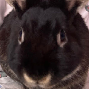 Meet your Posher, Jacqueline